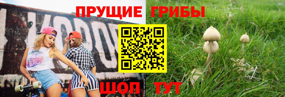 как найти наркотики  Вход с VPN  Псилоцибиновые грибы мухоморы  Грозный  Псилоцибиновые грибы мухоморы 